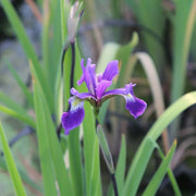 Iris robusta ‘Gerald Darby’ | ‘Gerald Darby’ hybrid iris | Marginal Plant